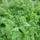 Daucus Carota, Wild Carrot Seed 2000 PCS, Queen Anne's Lace Hu Luo Bo