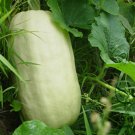 Cucurbita Pepo, Summer Squash Seed 300 PCS, Jin Si Jiao Gua