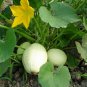 Cucurbita Pepo, Summer Squash Seed 300 PCS, Jin Si Jiao Gua