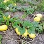 Cucurbita Pepo, Summer Squash Seed 300 PCS, Jin Si Jiao Gua