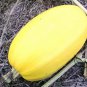 Cucurbita Pepo, Summer Squash Seed 300 PCS, Jin Si Jiao Gua