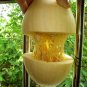Cucurbita Pepo, Summer Squash Seed 300 PCS, Jin Si Jiao Gua
