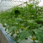Cucumis Sativus, Fruit Cucumber Seed 2000 PCS, Shuiguo Huanggua