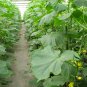 Cucumis Sativus, Fruit Cucumber Seed 2000 PCS, Shuiguo Huanggua