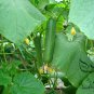Cucumis Sativus, Fruit Cucumber Seed 2000 PCS, Shuiguo Huanggua