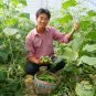 Cucumis Sativus, Fruit Cucumber Seed 2000 PCS, Shuiguo Huanggua