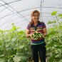Cucumis Sativus, Fruit Cucumber Seed 2000 PCS, Shuiguo Huanggua