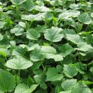 Cucumis Sativus, Common Cucumber Seed 2000 PCS, Huanggua