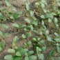 Cucumis Sativus, Common Cucumber Seed 2000 PCS, Huanggua