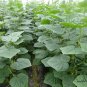 Cucumis Sativus, Common Cucumber Seed 2000 PCS, Huanggua