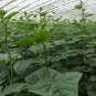 Cucumis Sativus, Common Cucumber Seed 2000 PCS, Huanggua