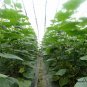 Cucumis Sativus, Common Cucumber Seed 2000 PCS, Huanggua