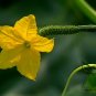 Cucumis Sativus, Common Cucumber Seed 2000 PCS, Huanggua