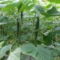 Cucumis Sativus, Common Cucumber Seed 2000 PCS, Huanggua