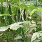 Cucumis Sativus, Common Cucumber Seed 2000 PCS, Huanggua