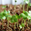 Coriandrum Sativum, Cilantro Coriander Seed 3000 PCS, Xiang Cai