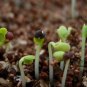 Coriandrum Sativum, Cilantro Coriander Seed 3000 PCS, Xiang Cai