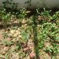 Coriandrum Sativum, Cilantro Coriander Seed 3000 PCS, Xiang Cai