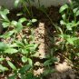 Coriandrum Sativum, Cilantro Coriander Seed 3000 PCS, Xiang Cai