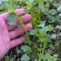 Coriandrum Sativum, Cilantro Coriander Seed 3000 PCS, Xiang Cai