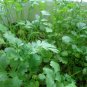 Coriandrum Sativum, Cilantro Coriander Seed 3000 PCS, Xiang Cai