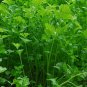 Coriandrum Sativum, Cilantro Coriander Seed 3000 PCS, Xiang Cai