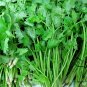 Coriandrum Sativum, Cilantro Coriander Seed 3000 PCS, Xiang Cai