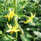 Common Tomato, Lycopersicon Esculentum Seed 2000 PCS, Xihongshi
