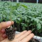 Common Tomato, Lycopersicon Esculentum Seed 2000 PCS, Xihongshi