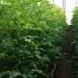 Common Tomato, Lycopersicon Esculentum Seed 2000 PCS, Xihongshi