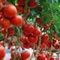 Common Tomato, Lycopersicon Esculentum Seed 2000 PCS, Xihongshi