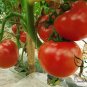 Common Tomato, Lycopersicon Esculentum Seed 2000 PCS, Xihongshi