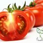 Common Tomato, Lycopersicon Esculentum Seed 2000 PCS, Xihongshi