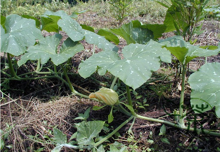 Common Pumpkin, Cucurbita Moschata Seed 300 PCS, Mi Ben Nangua