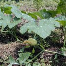 Common Pumpkin, Cucurbita Moschata Seed 300 PCS, Mi Ben Nangua