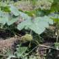Common Pumpkin, Cucurbita Moschata Seed 300 PCS, Mi Ben Nangua