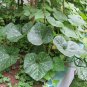 Common Pumpkin, Cucurbita Moschata Seed 300 PCS, Mi Ben Nangua