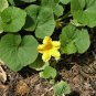 Common Pumpkin, Cucurbita Moschata Seed 300 PCS, Mi Ben Nangua