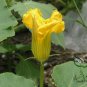 Common Pumpkin, Cucurbita Moschata Seed 300 PCS, Mi Ben Nangua