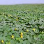 Common Pumpkin, Cucurbita Moschata Seed 300 PCS, Mi Ben Nangua