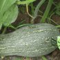 Common Pumpkin, Cucurbita Moschata Seed 300 PCS, Mi Ben Nangua