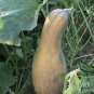 Common Pumpkin, Cucurbita Moschata Seed 300 PCS, Mi Ben Nangua