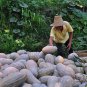 Common Pumpkin, Cucurbita Moschata Seed 300 PCS, Mi Ben Nangua