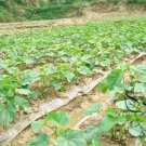 Common Cucumber, Cucumis Sativus Seed 2000 PCS, Han Huanggua