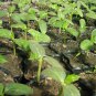 Common Cucumber, Cucumis Sativus Seed 2000 PCS, Han Huanggua