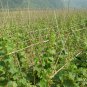 Common Cucumber, Cucumis Sativus Seed 2000 PCS, Han Huanggua