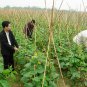 Common Cucumber, Cucumis Sativus Seed 2000 PCS, Han Huanggua