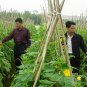 Common Cucumber, Cucumis Sativus Seed 2000 PCS, Han Huanggua