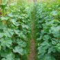 Common Cucumber, Cucumis Sativus Seed 2000 PCS, Han Huanggua