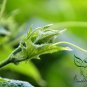 Common Cucumber, Cucumis Sativus Seed 2000 PCS, Han Huanggua
